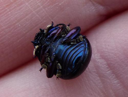 Chrysolina femoralis